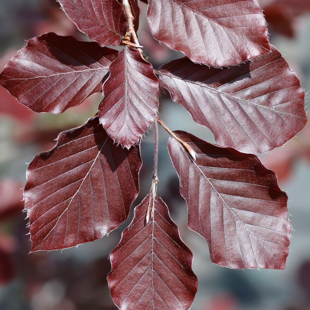 Fagus sylvatica Dawyck Purple - Hêtre fastigié pourpre
