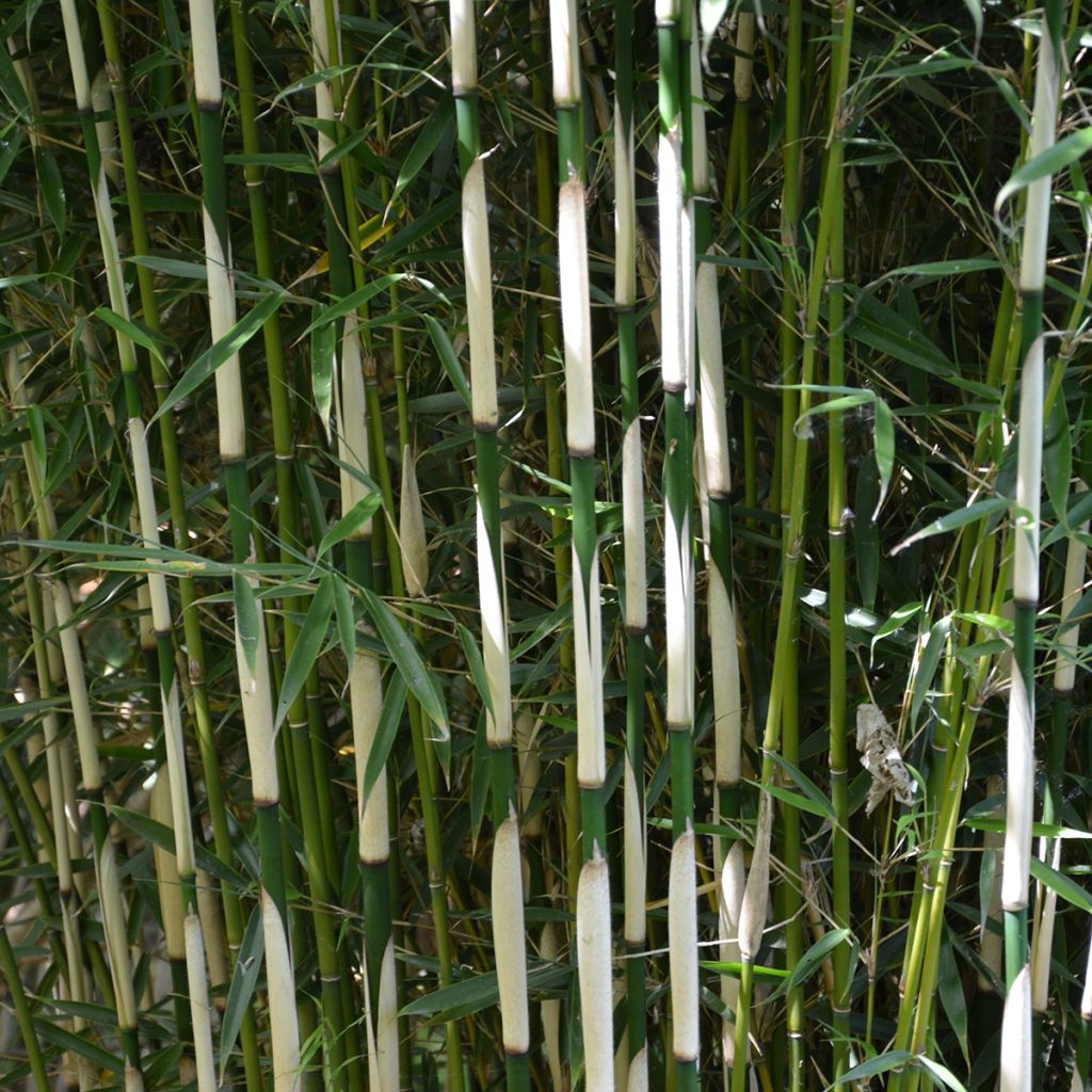 Fargesia robusta Pingwu - Bambou non traçant