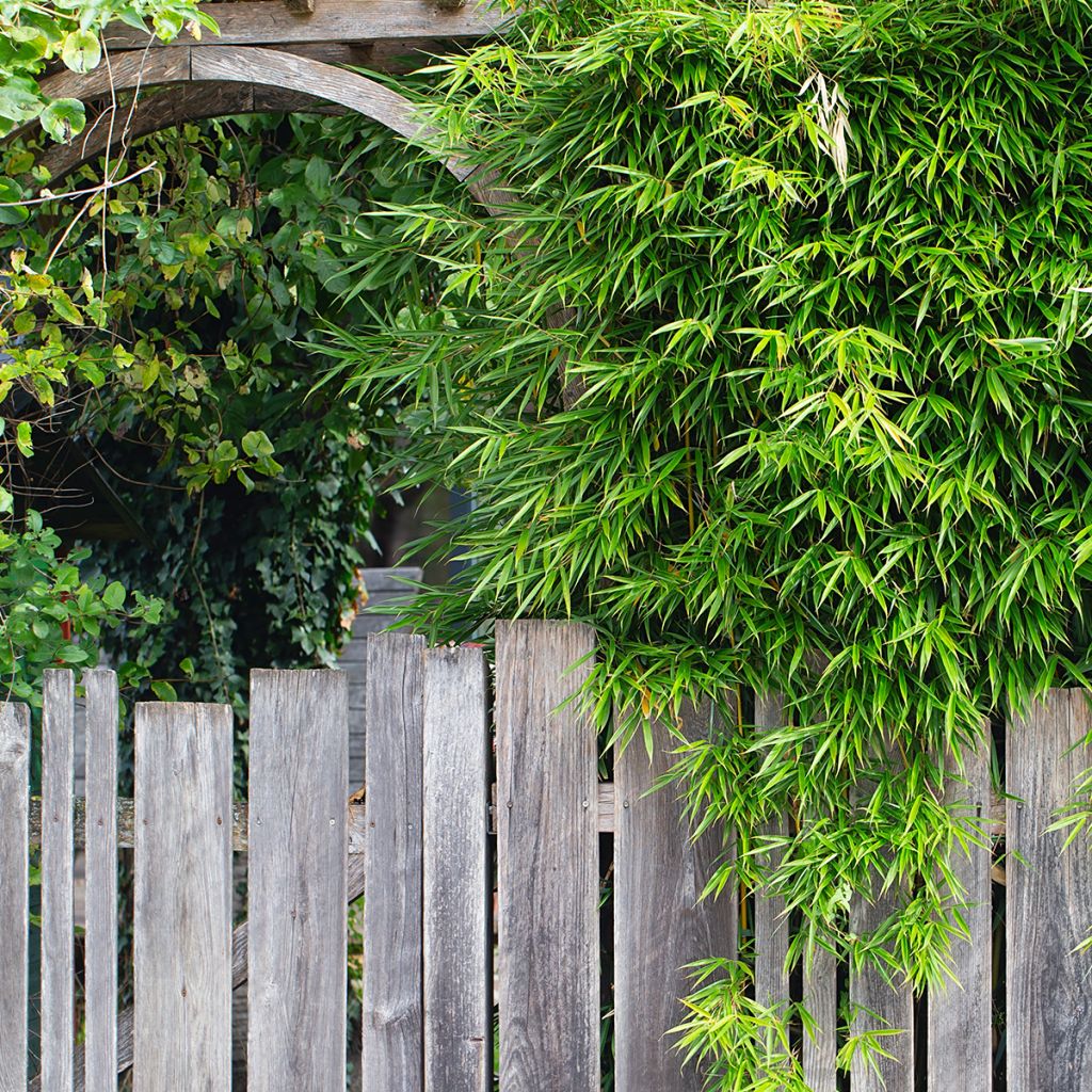 Fargesia robusta Pingwu - Bambou non traçant