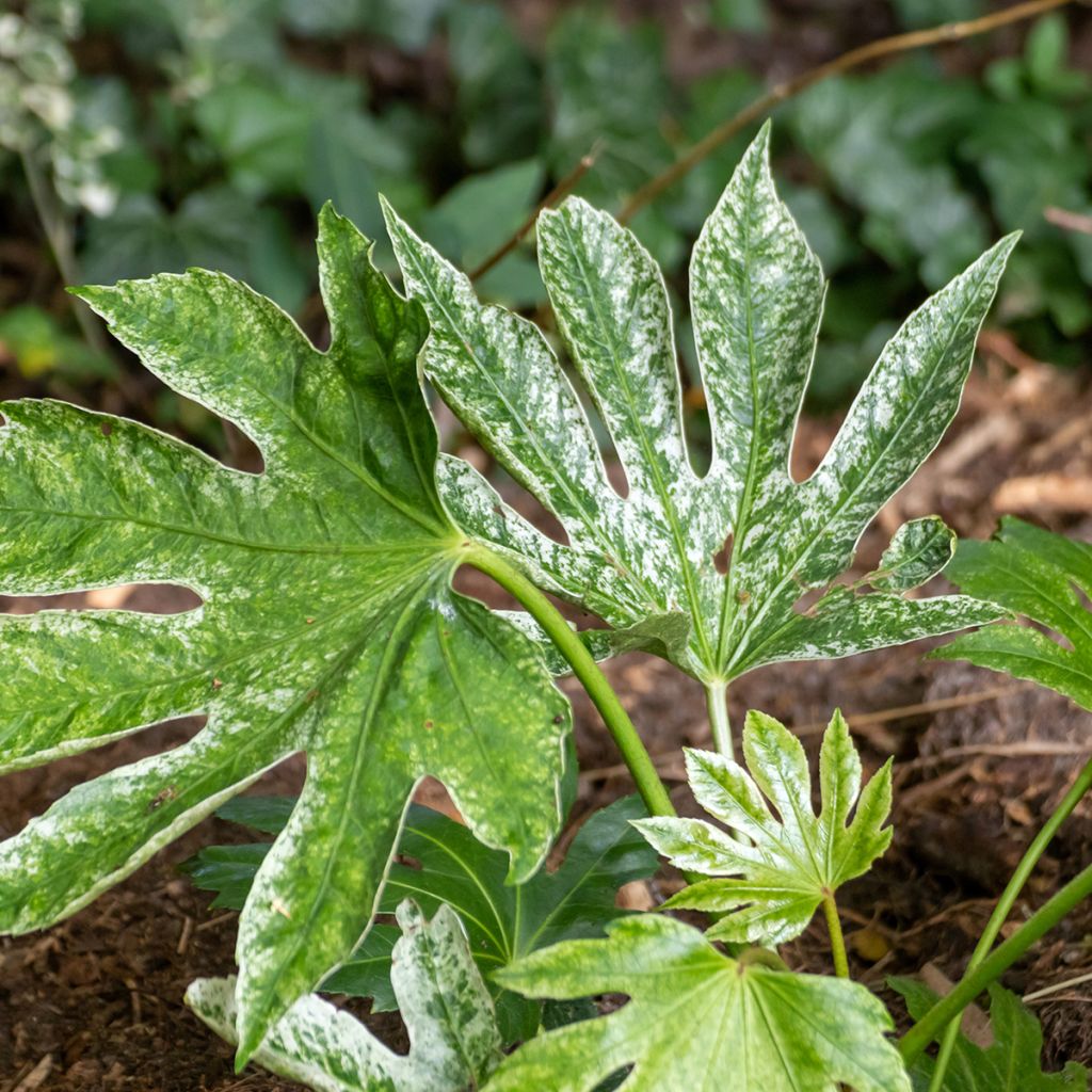 Fatsia japonica Spider's Web - Faux-aralia panaché