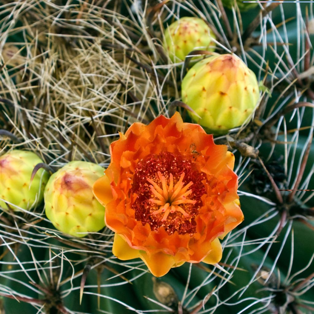 Ferocactus emoryi - Cactus tonneau rouge