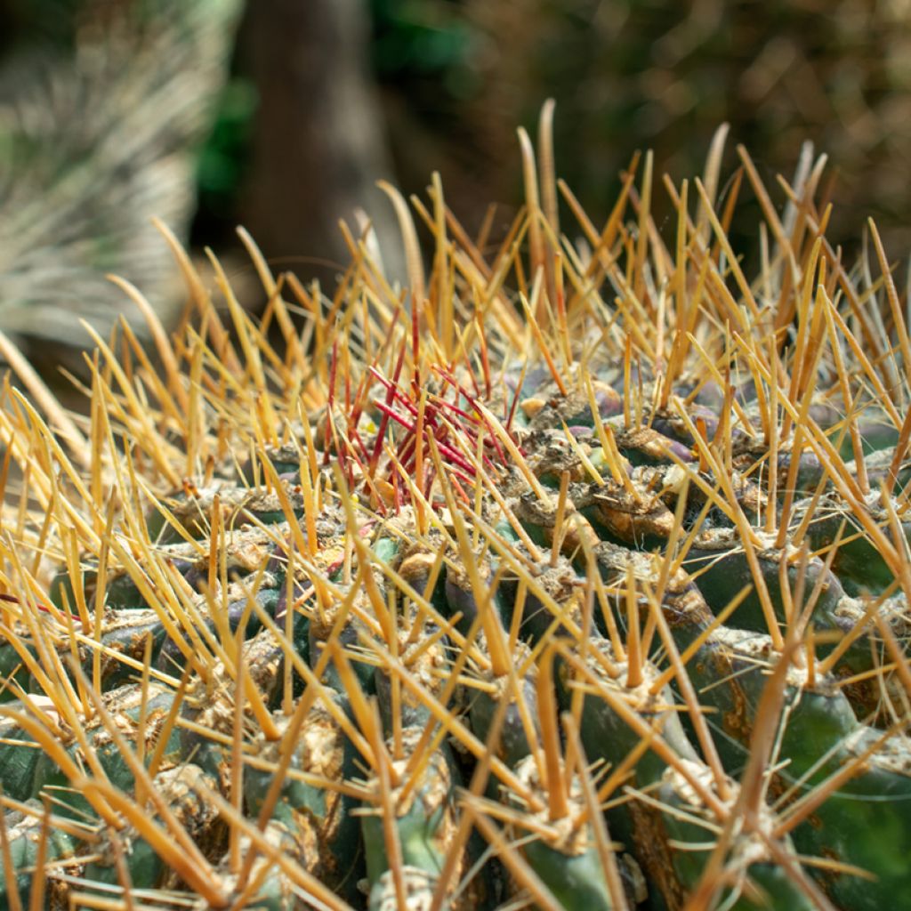 Ferocactus emoryi - Cactus tonneau rouge