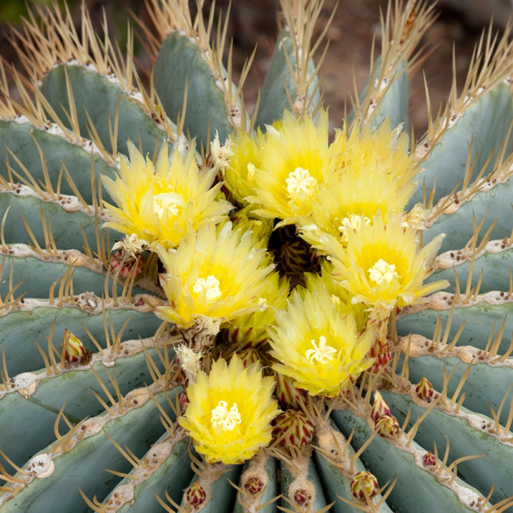 Ferocactus glaucescens - Cactus tonneau