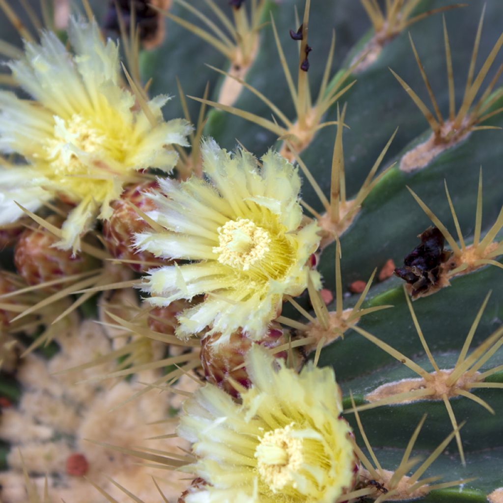 Ferocactus glaucescens - Cactus tonneau