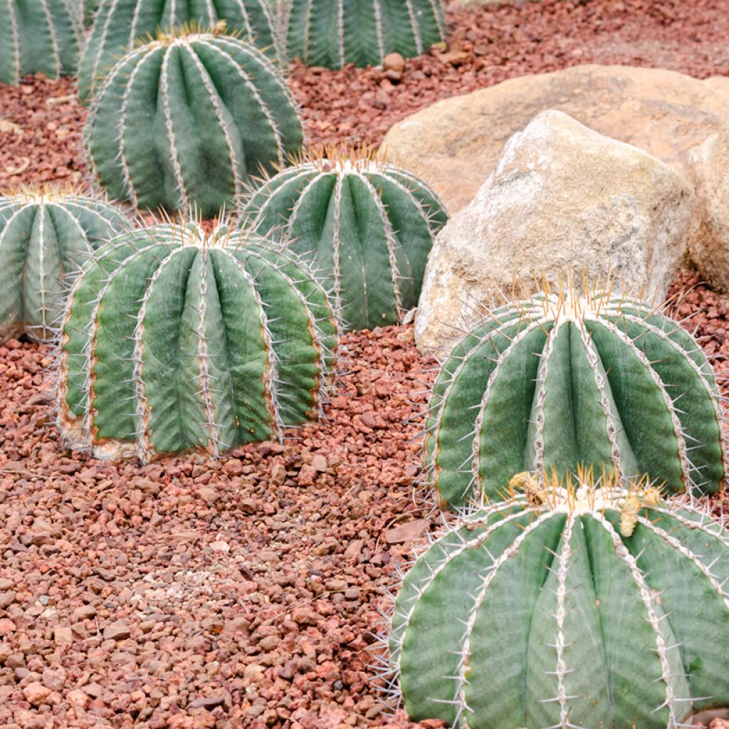 Ferocactus glaucescens - Cactus tonneau