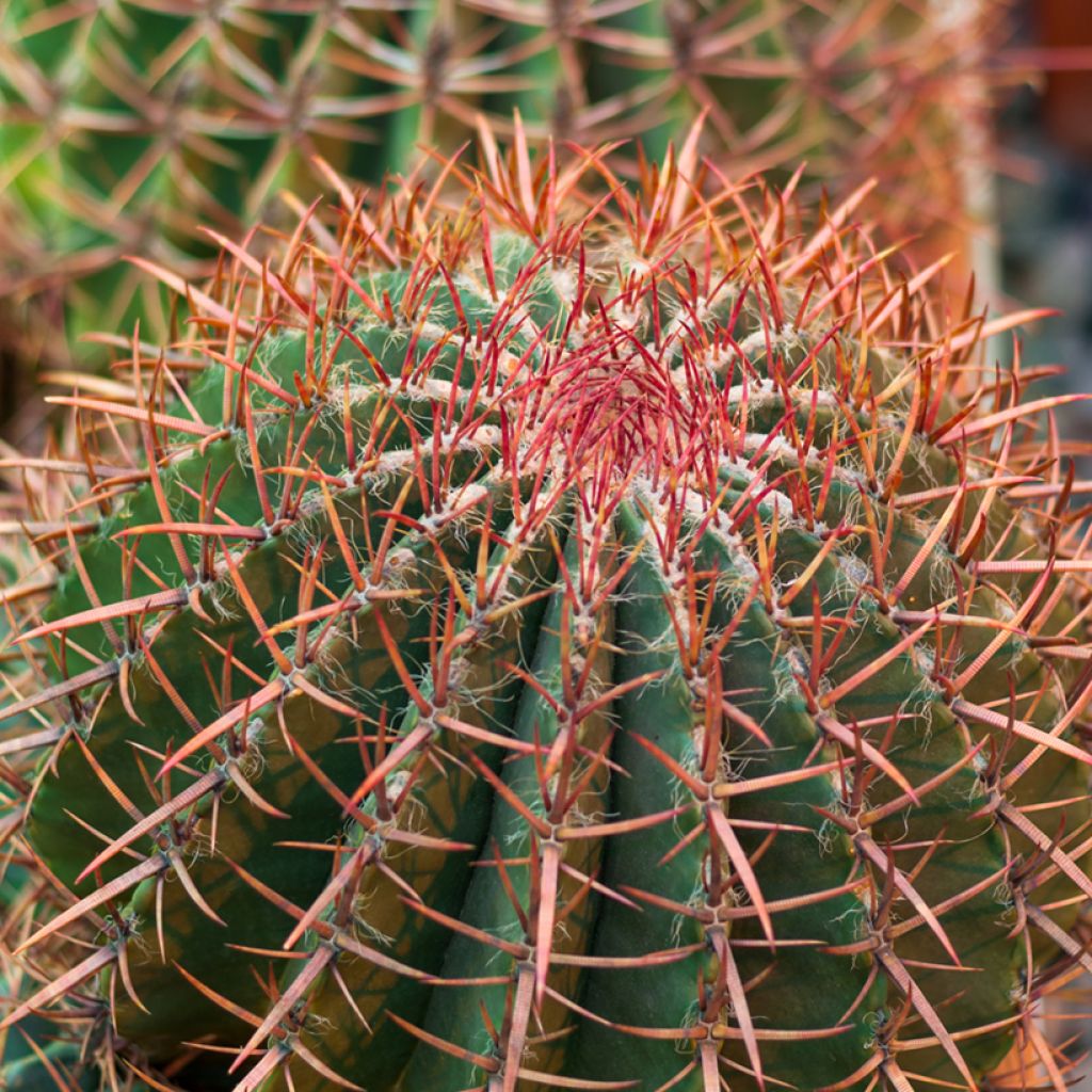 Ferocactus gracilis subsp. coloratus