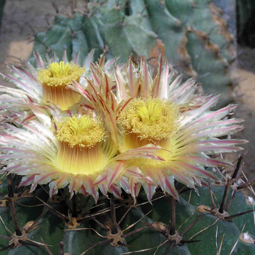 Ferocactus horridus - Cactus tonneau