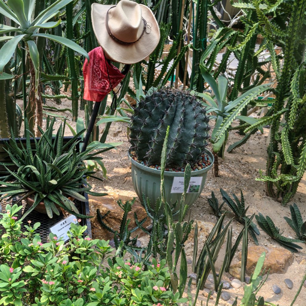 Ferocactus horridus - Cactus tonneau