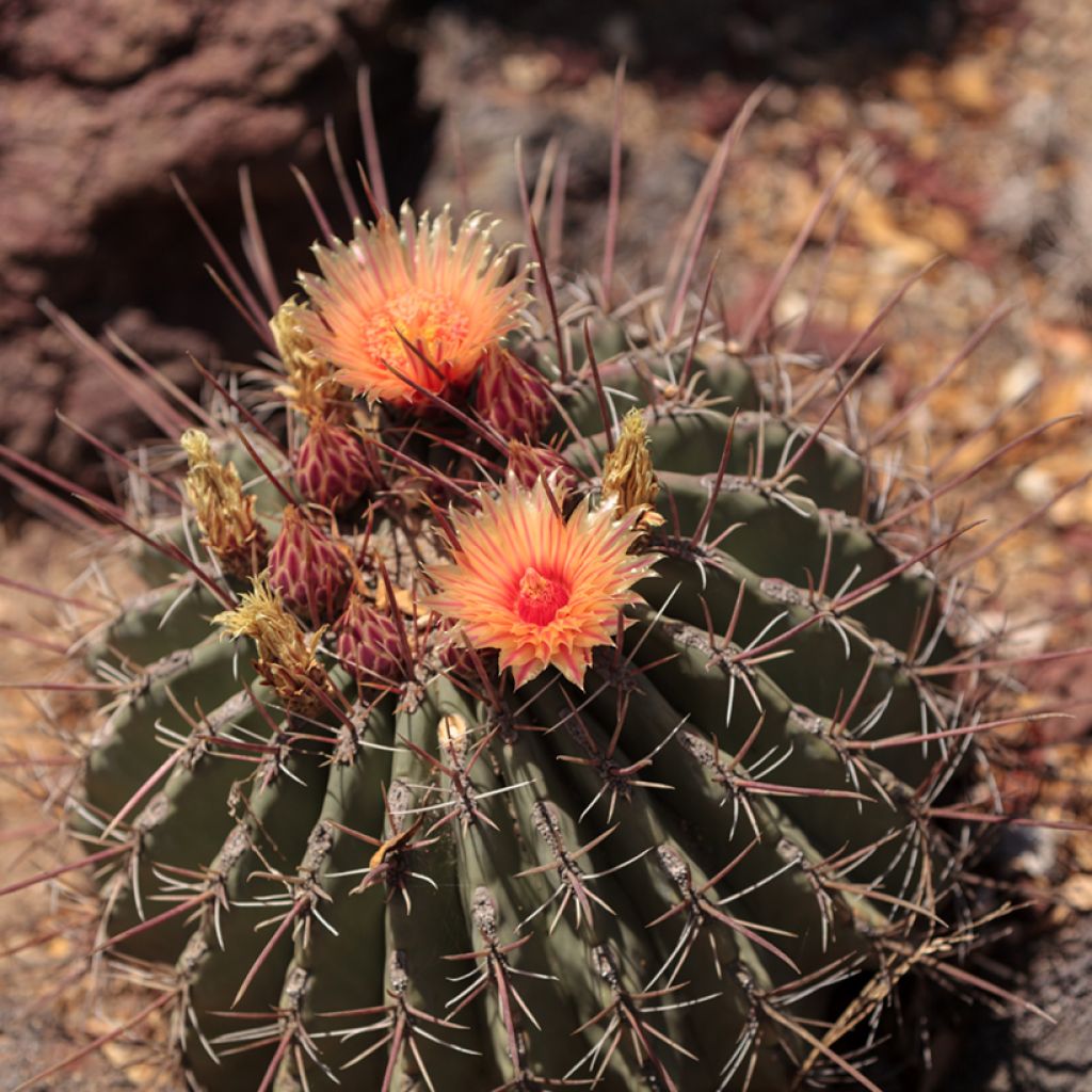 Ferocactus rectispinus - Cactus tonneau
