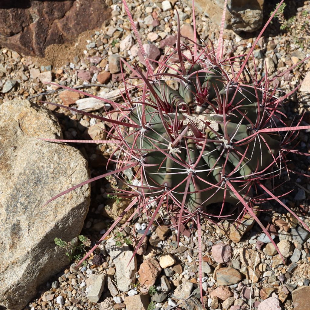 Ferocactus rectispinus - Cactus tonneau