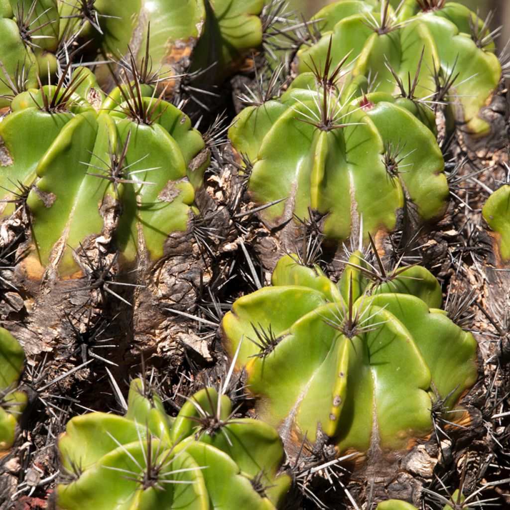 Ferocactus robustus - Cactus tonneau