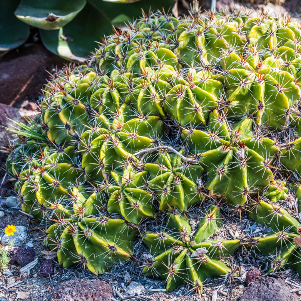 Ferocactus robustus - Cactus tonneau