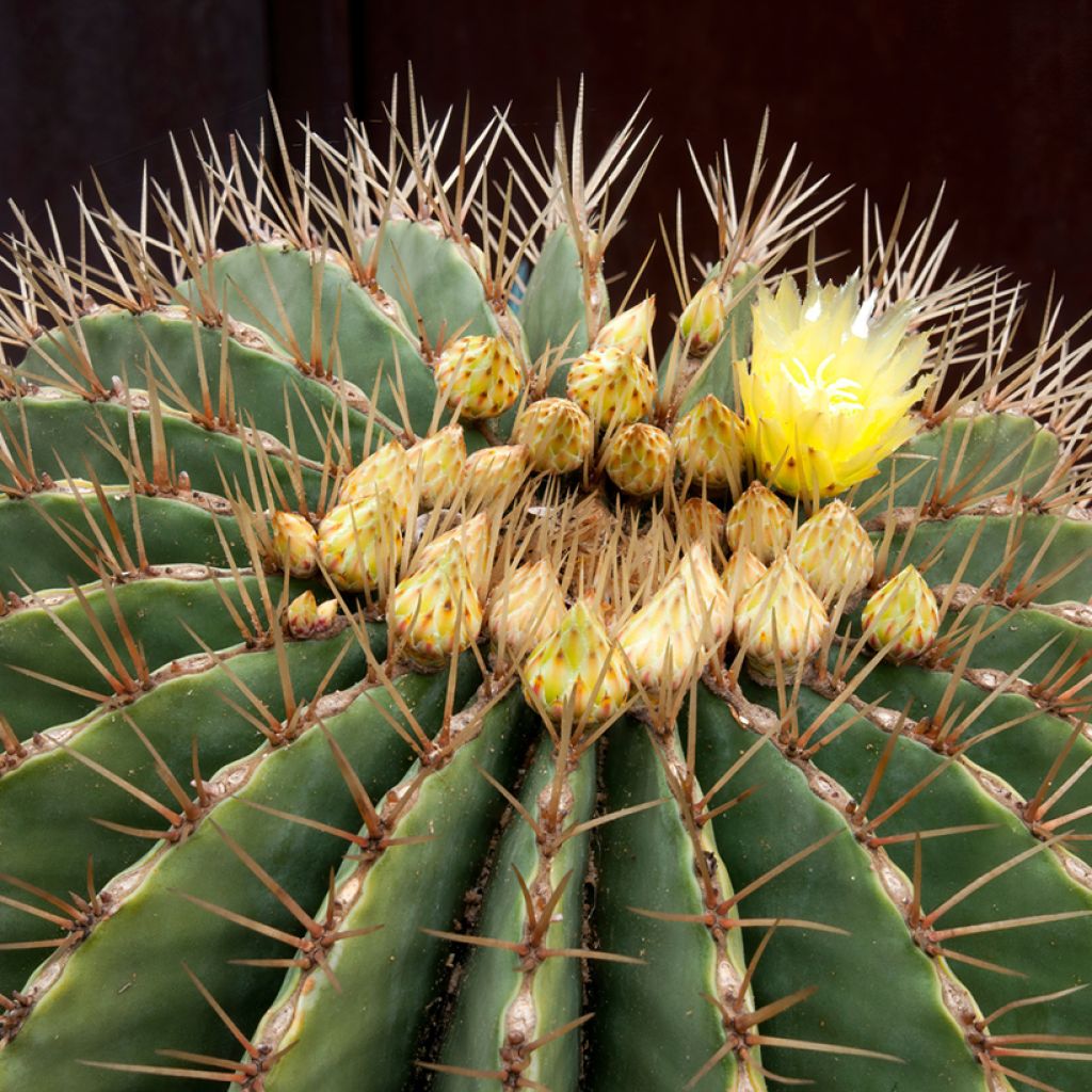 Ferocactus schwarzii - Cactus barrique