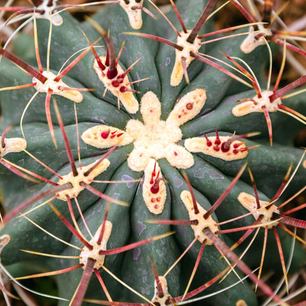 Ferocactus stainesii - Cactus 