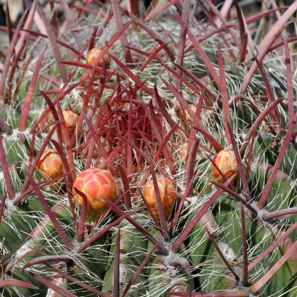 Ferocactus stainesii - Cactus 