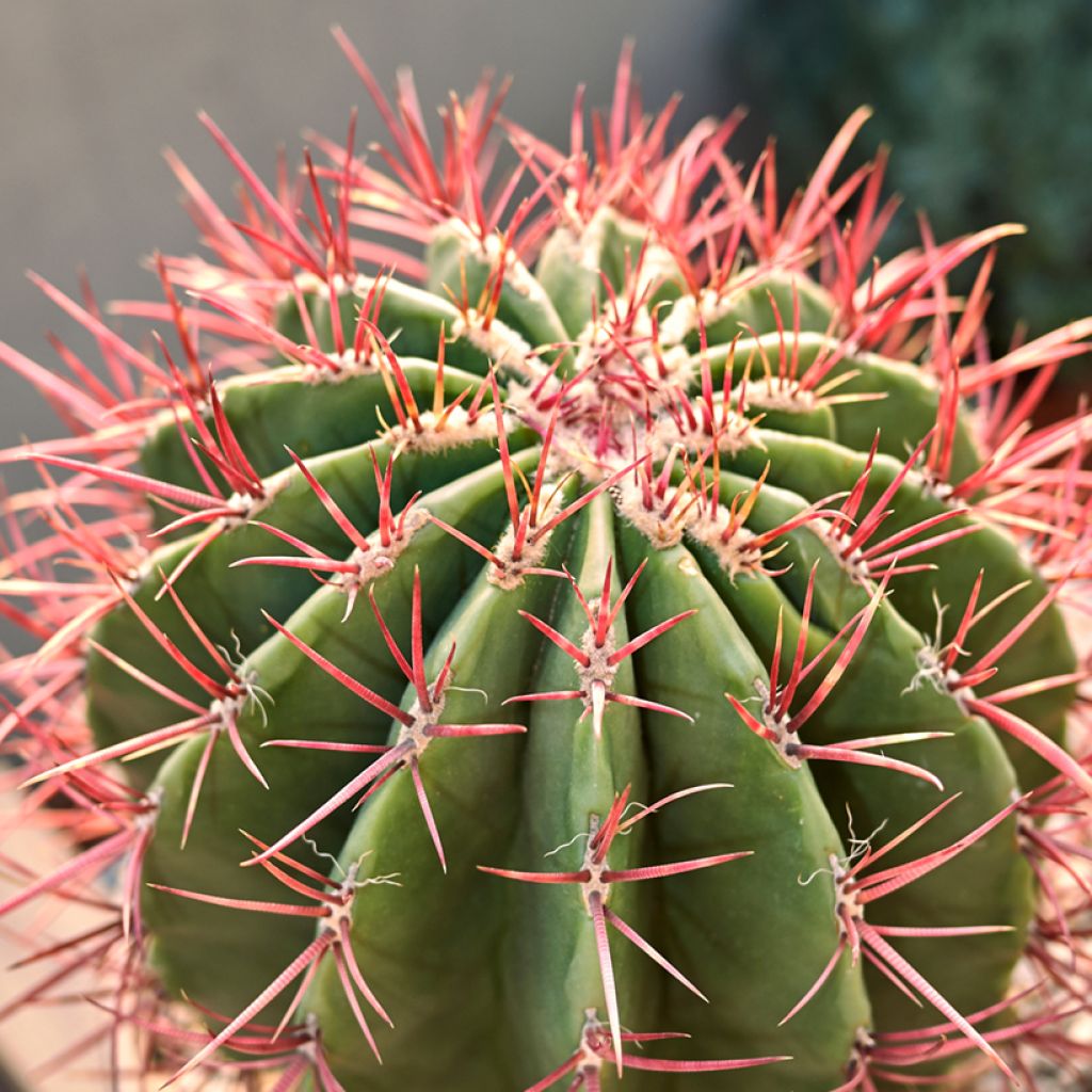 Ferocactus stainesii var. pilosus - Cactus