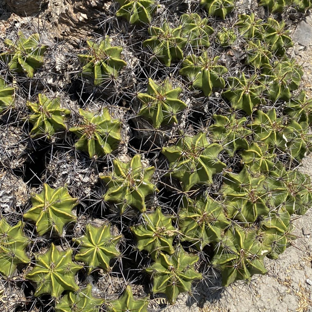 Ferocactus robustus - Cactus tonneau