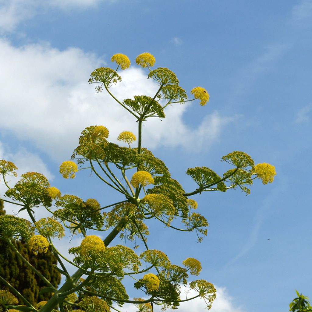 Ferula communis - Grande férule
