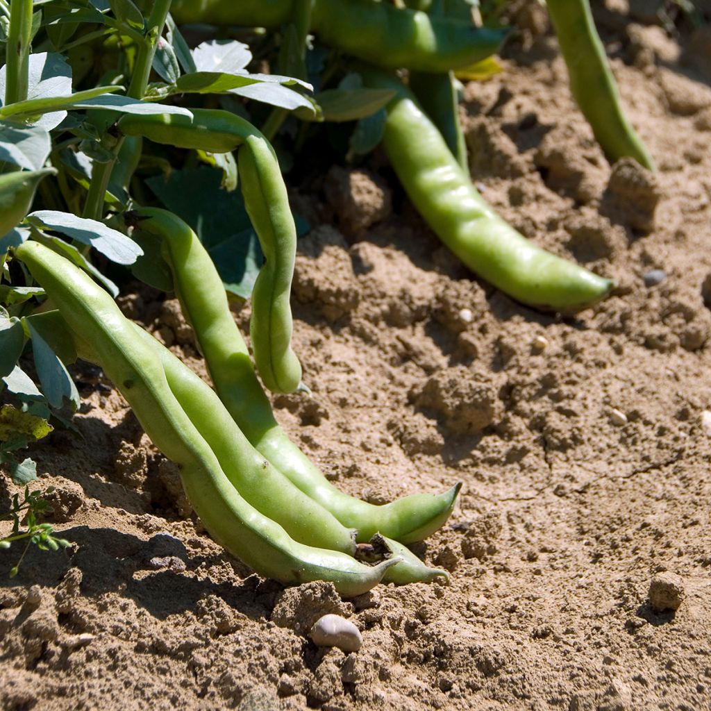 Fève Aguadulce très longue cosse