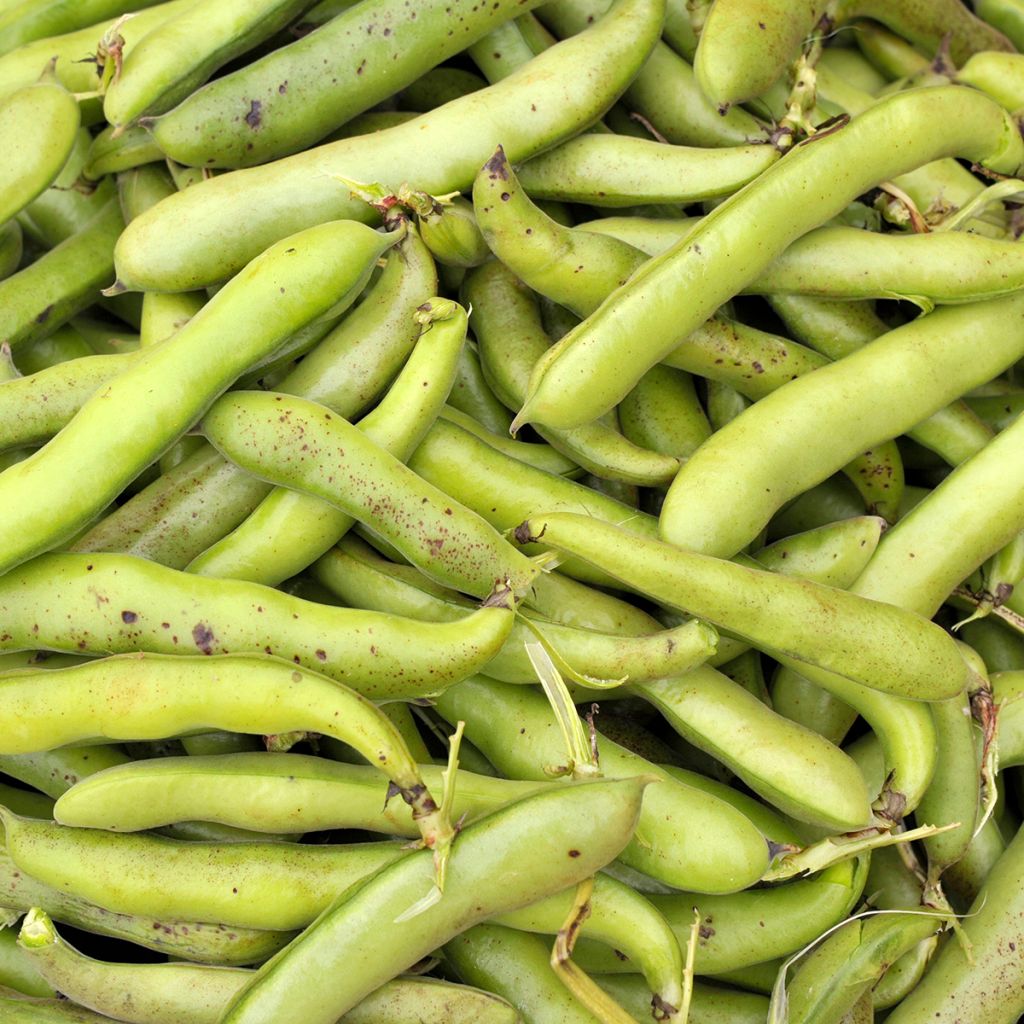 Fève Bunyards Exhibition