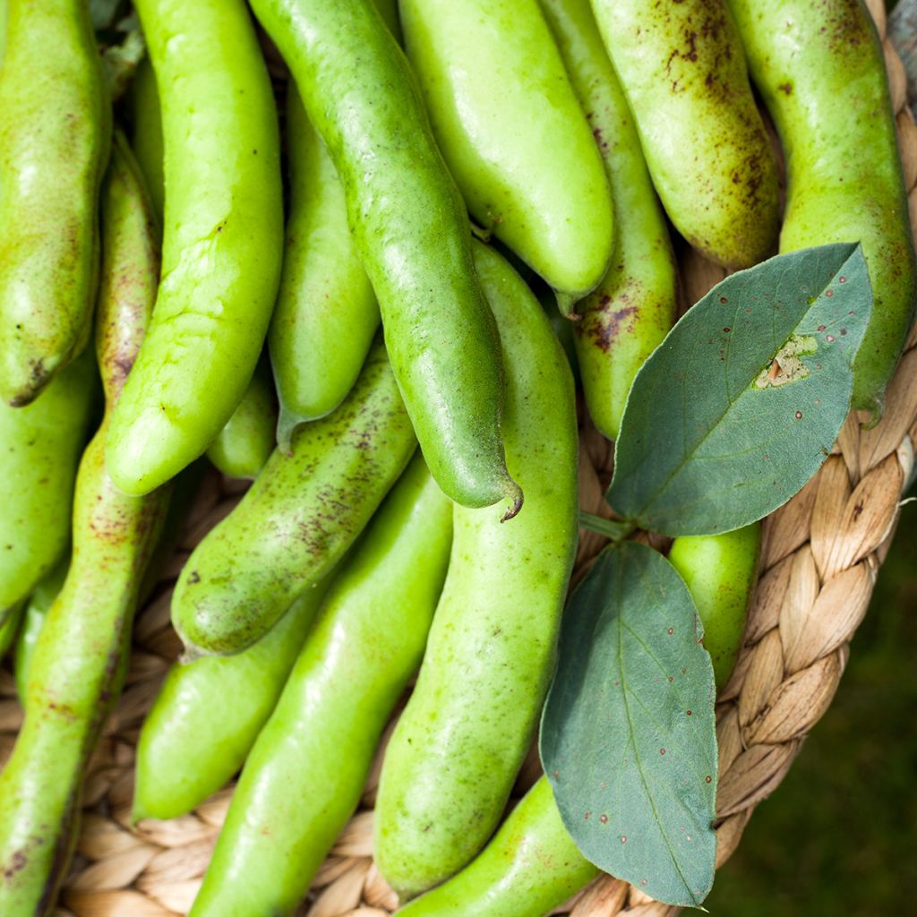 Fève Karmazyn, Crimson Flowered