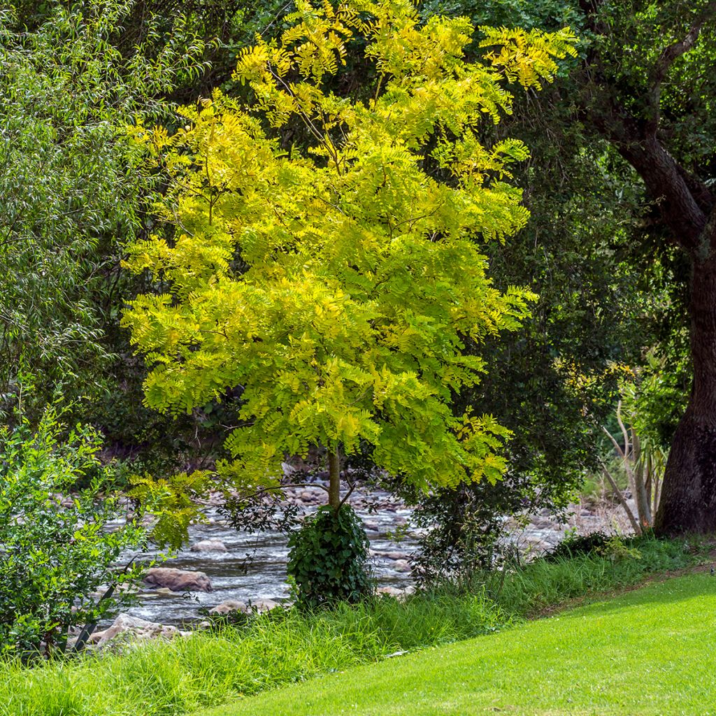 Févier d'Amérique doré - Gleditsia triacanthos Sunburst