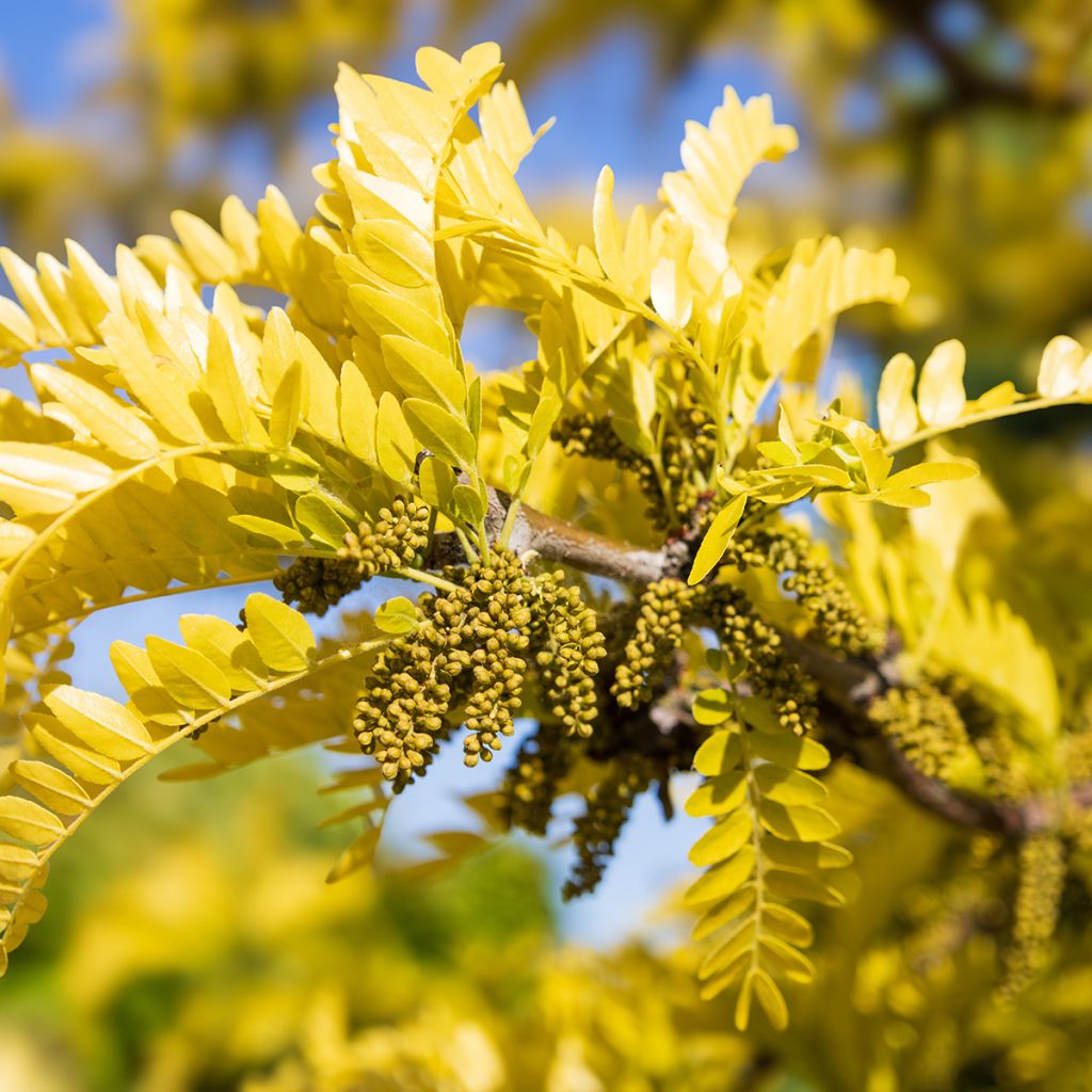 Févier d'Amérique doré - Gleditsia triacanthos Sunburst