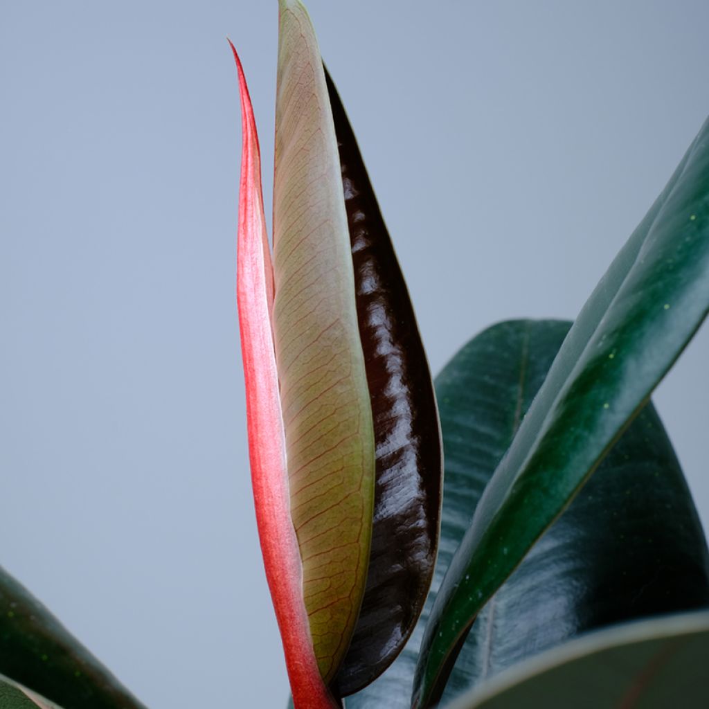 Ficus Abidjan - Caoutchouc