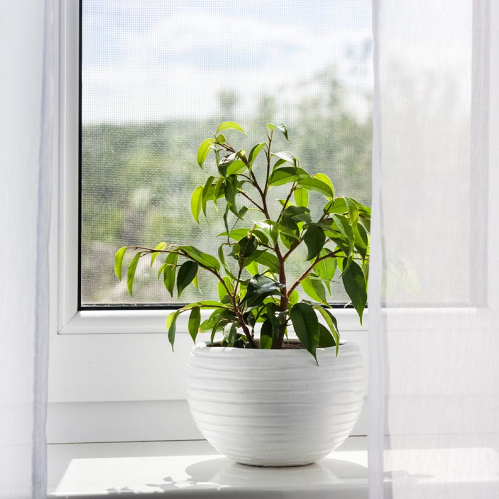 Ficus Exotica - Figuier pleureur