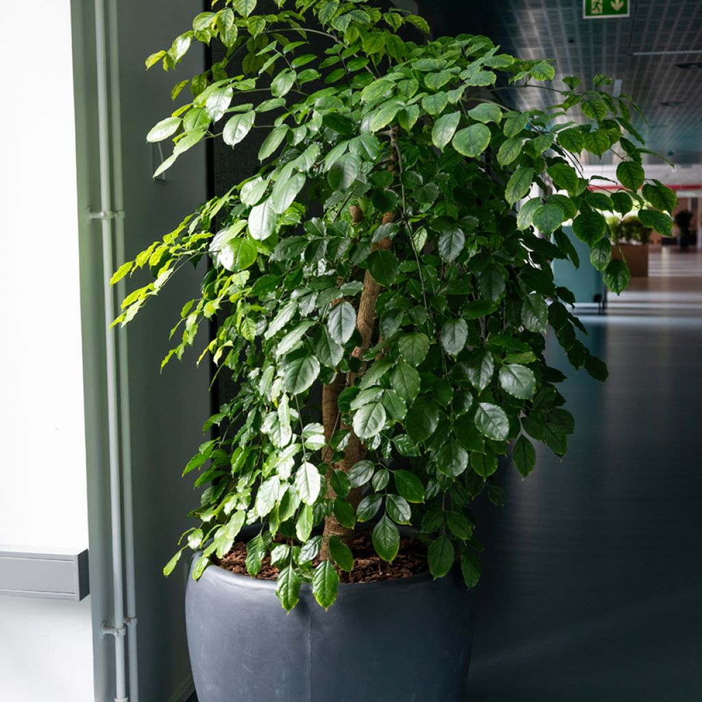 Ficus Exotica - Figuier pleureur
