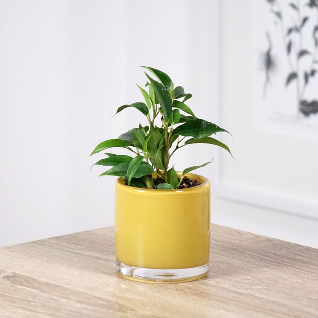 Ficus Natasja - Figuier pleureur nain