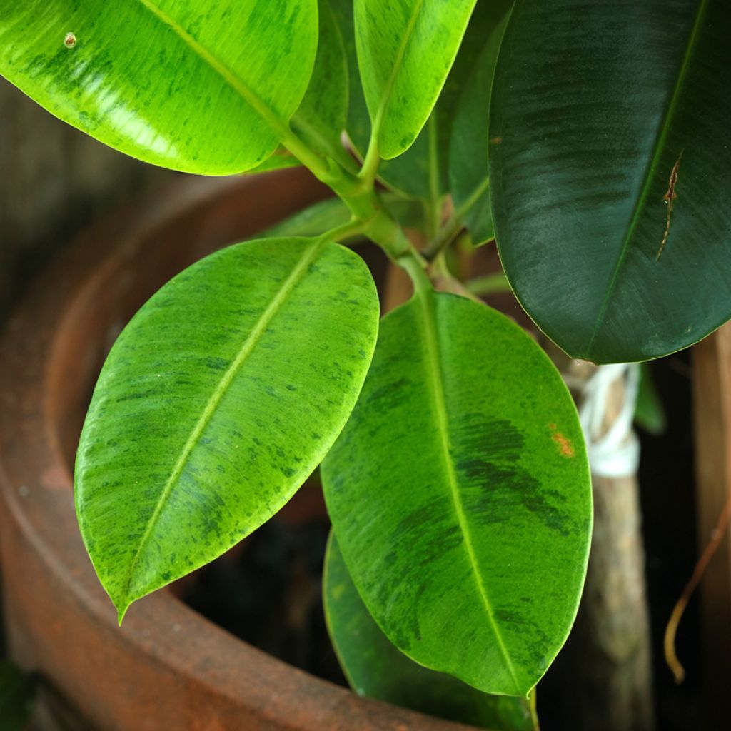 Ficus Shivereana - Caoutchouc panaché