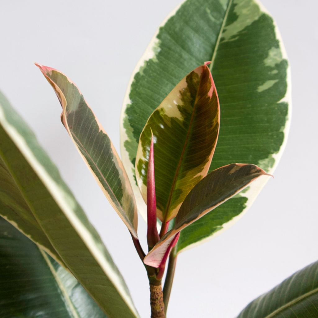 Ficus Tineke - Caoutchouc