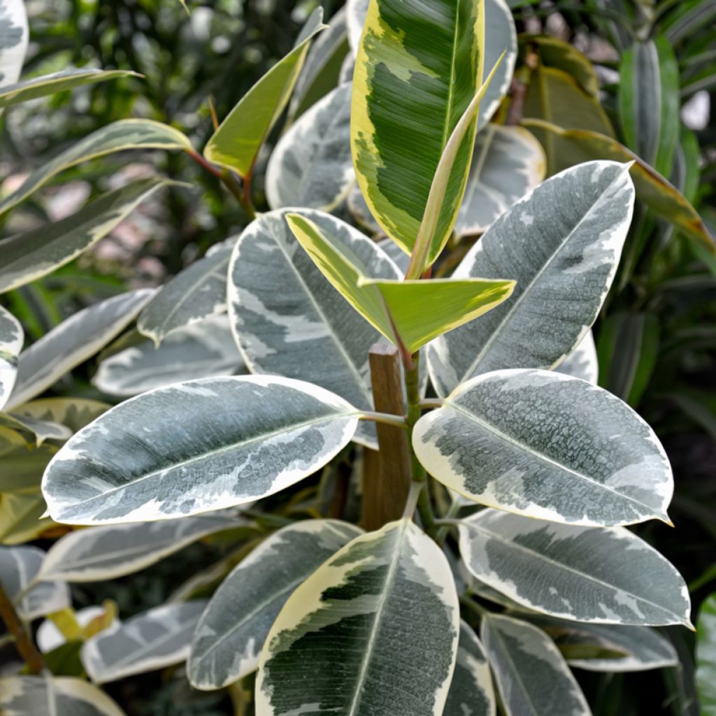 Ficus Tineke - Caoutchouc