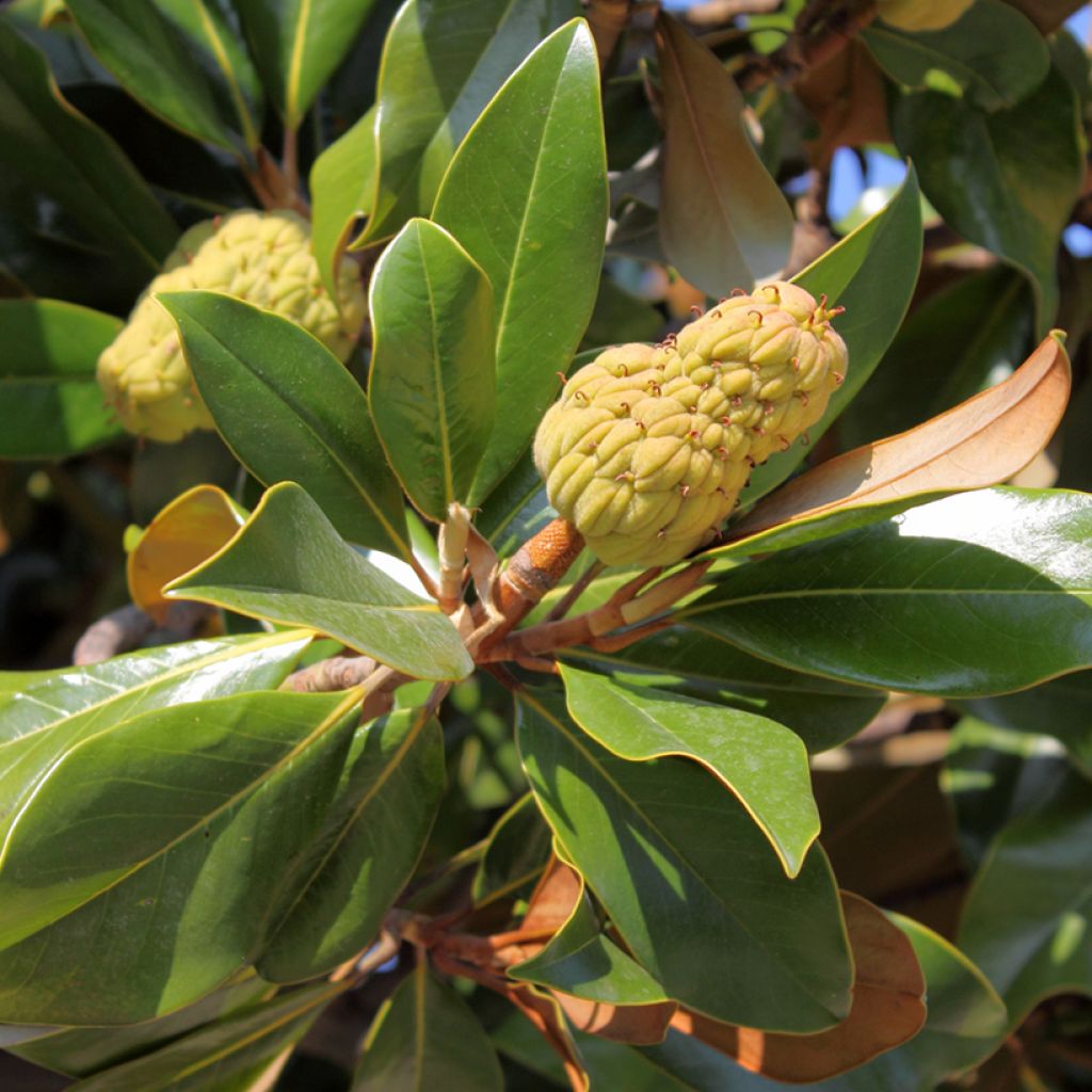 Ficus rubiginosa Australis - Figuier de Port Jackson