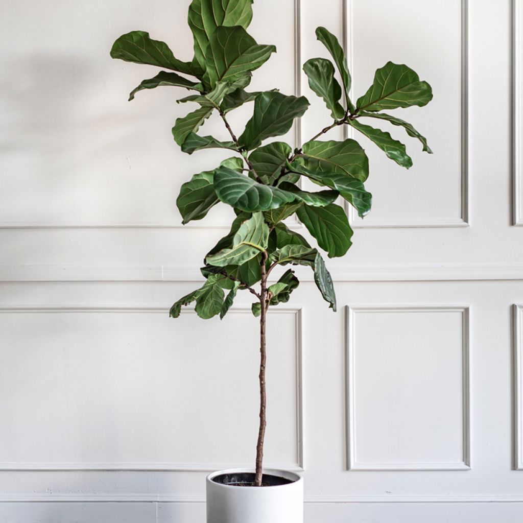Ficus lyrata - Figuier lyre