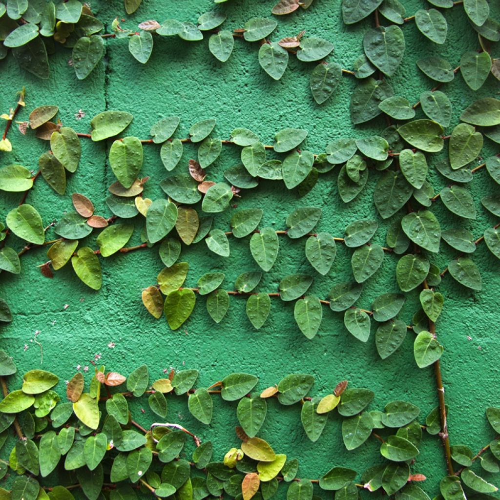 Ficus pumila Arina - Ficus nain rampant