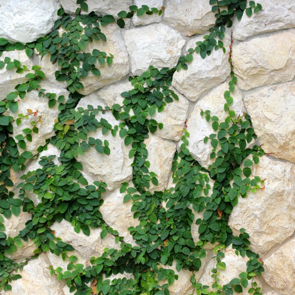 Ficus pumila Arina - Ficus nain rampant