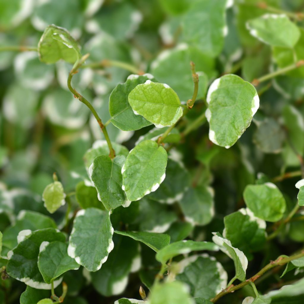 Ficus pumila Bellus - Ficus nain panaché