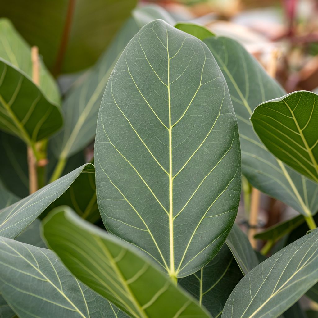 Ficus Audrey - Figuier des Banyans