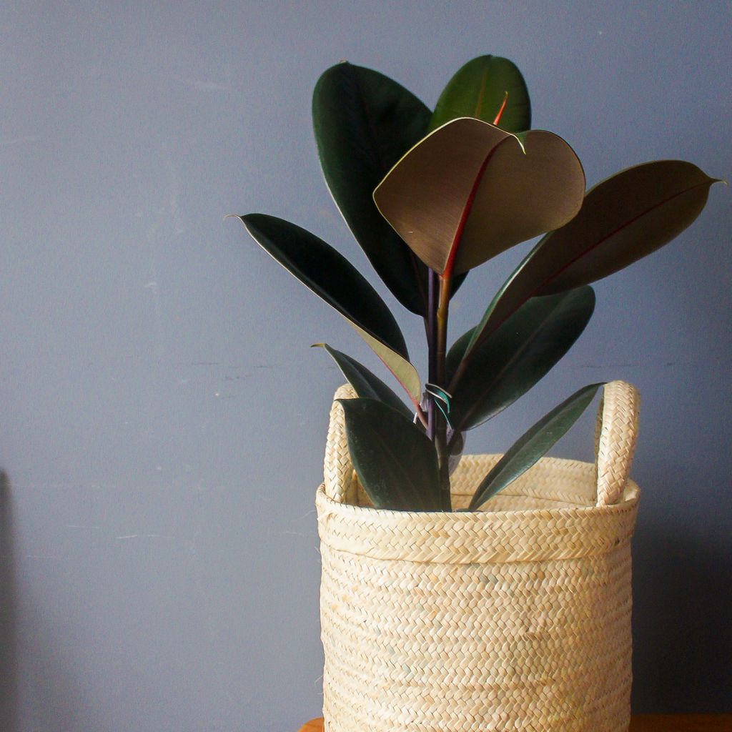 Ficus Burgundy - Caoutchouc