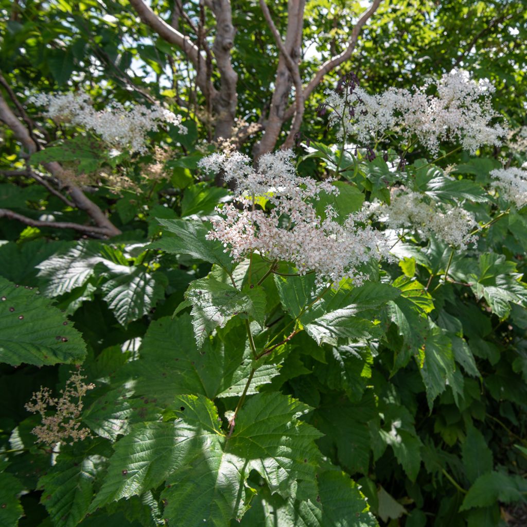 Filipendula camtschatica - Reine des prés