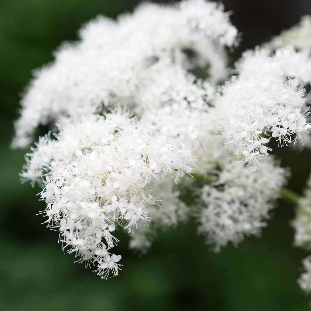 Filipendula camtschatica - Reine des prés