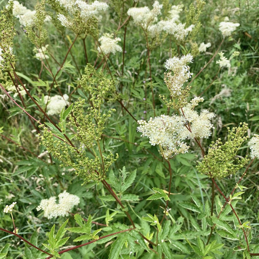 Filipendula ulmaria - Reine des prés