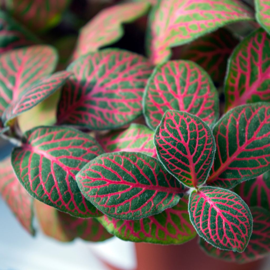 Fittonia Joly Josan Red