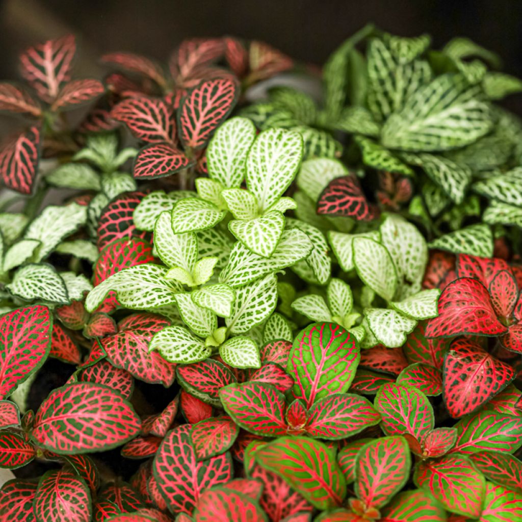 Fittonia Mini White