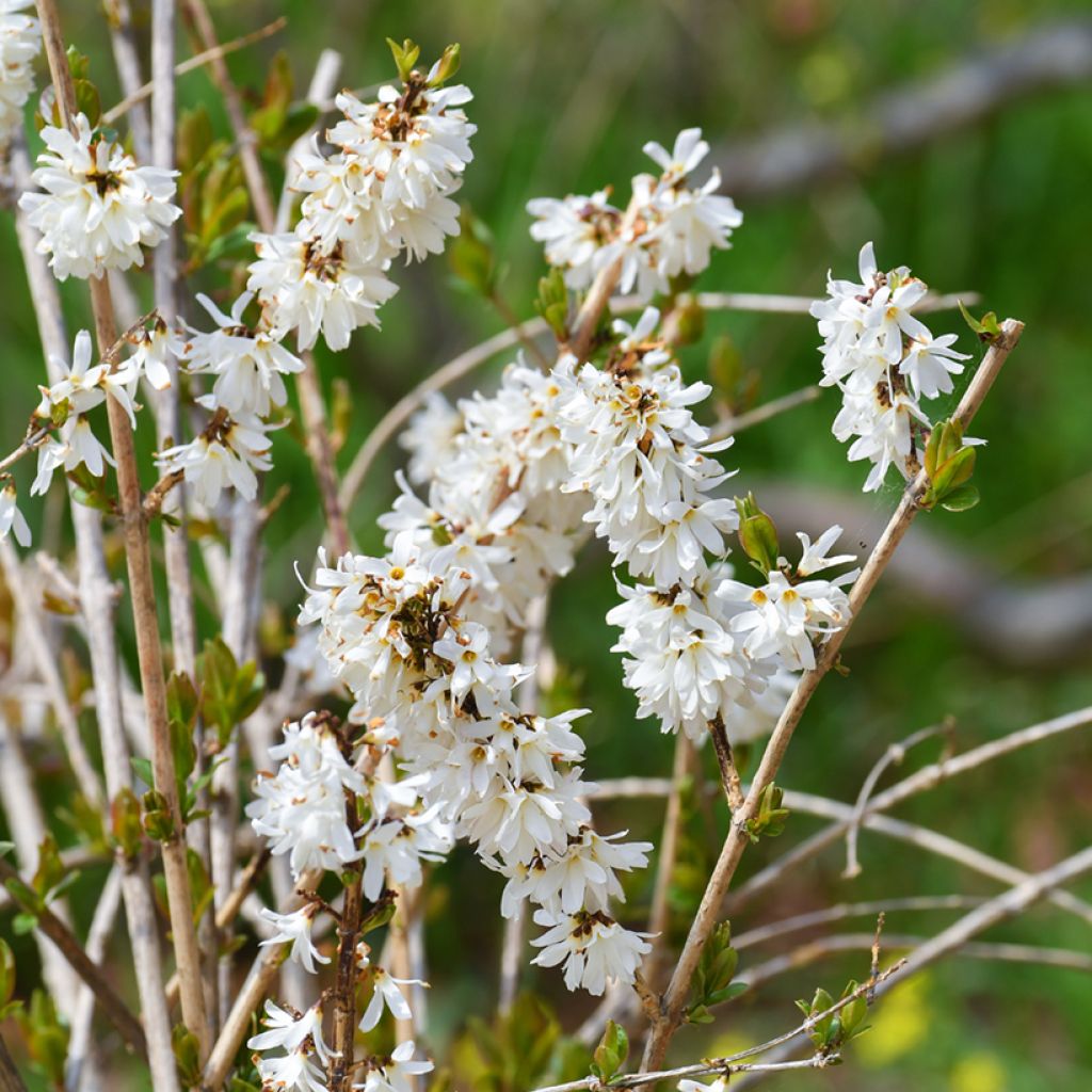 Forsythia blanc de Corée, Abeliophyllum distichum