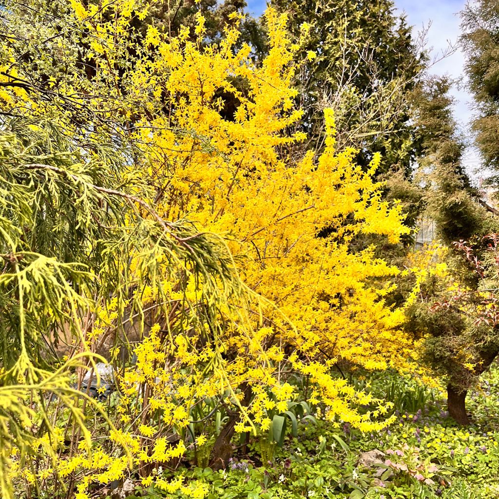 Forsythia intermedia Spectabilis - Mimosa de Paris