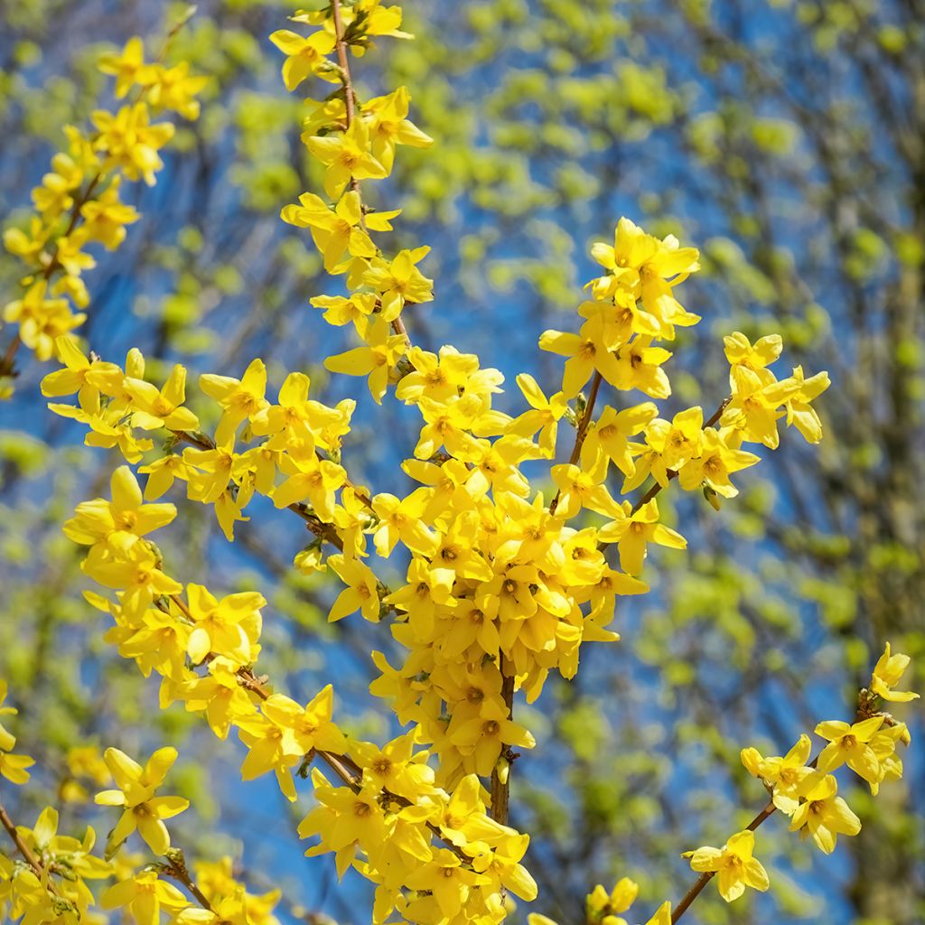 Forsythia intermedia Spectabilis - Mimosa de Paris