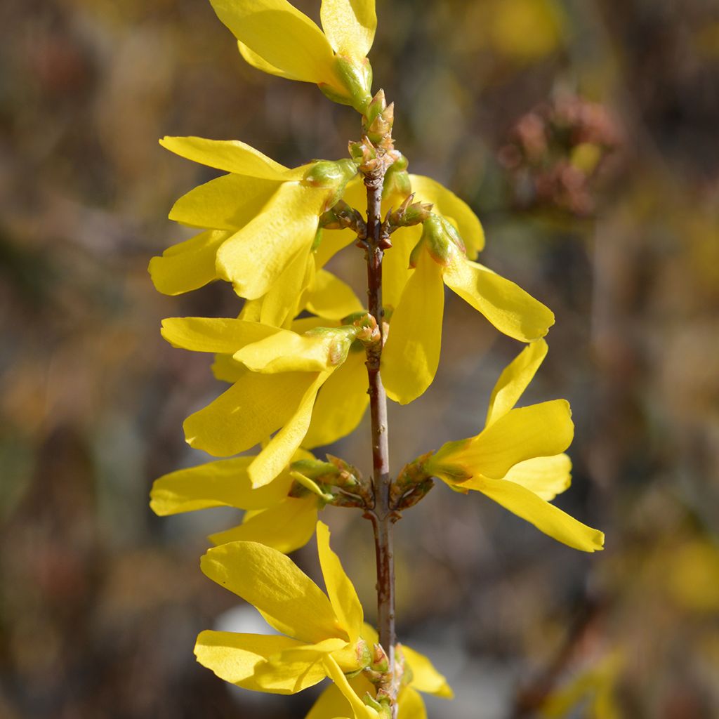 Forsythia intermedia Spectabilis - Mimosa de Paris